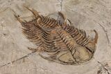 Two Overlapping Foulonia Trilobites With Cephalopod - Morocco #206438-2